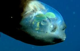 Barreleye Fish